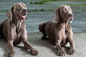 印地十一 vs 匹茲堡獵犬河隊 比分直播頁為您提供印地十一 vs 匹茲堡獵犬河隊以往的交戰歷史。 更多信息： 印地十一 賽程 匹茲堡獵犬河隊 賽程. å¾·åœ‹çŠ¬ç¨® 2021