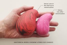 Image result for uterus