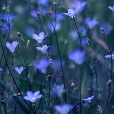 You can use them as your profile picture in popular apps such as whatsapp and facebook. 50 Beautiful Examples Of Flower Photography The Jotform Blog