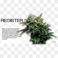 Check spelling or type a new query. Free Pot Png Transparent Images Page 7 Pikpng