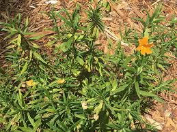 Image result for Mimulus gracilis