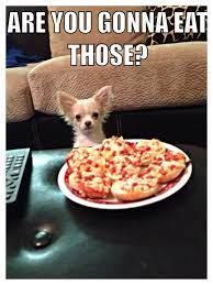 Are You Gonna Eat Those Funny Chihuahua Puppy Chihuahua Funny Chihuahua Dogs Chihuahua