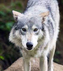 Alaska Wolf Black Wolf Wolf Spirit Animals