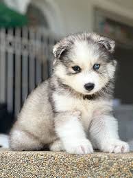 Best brush for a husky with sensitive coat