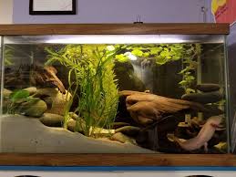 See more ideas about axolotl tank, fish tank, diy aquarium. My Axolotl Set Up Aquariums Axolotl Tank Axolotl Fish Tank Themes