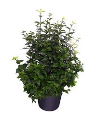 Image result for Thunbergia erecta