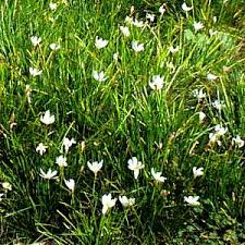 Image result for Zephyranthes candida
