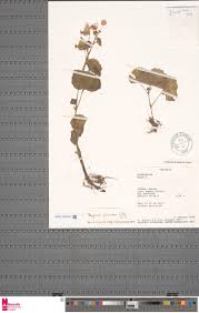 Image result for Erianthemum schelei