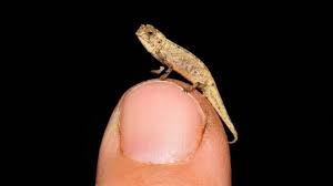 15 hewan terbesar di dunia. Reptil Terkecil Di Dunia Bunglon Berukuran 13 5 Milimeter Temuan Spektakuler Di Madagaskar Bbc News Indonesia