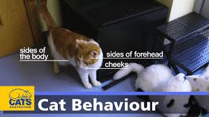 Follow this tips to make the transition easier for both you … Understanding Cat Body Language Behaviour Purina