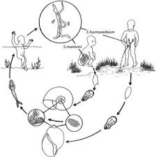 Fully utilize wall space with our pot rack/shelf combination. Pdf Locating Bilharzia Transmission Sites In South Africa Guidelines For Public Health Personnel