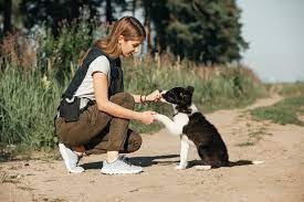 How to train a dog | PawTracks