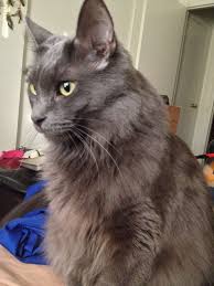 Revere The Nebelung Long Haired Russian Blue Russian Blue Russian Blue Cat Cats
