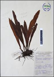 Image result for Loxogramme