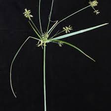 Image result for Kyllingiella microcephala