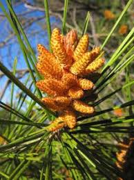 Pin On Herbal Medicine Is Beautiful