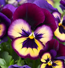 Image result for Viola x wittrockiana `Hiemalis`