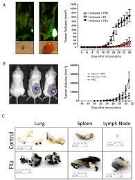Cancers Free Full Text Coagulation Factor Xa Promotes Solid Tumor Growth Experimental Metastasis And Endothelial Cell Activation Html