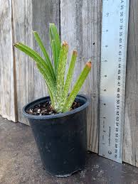 Image result for Aloe cooperi