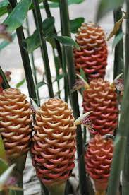 Zingiber Olivaceum Dwarf Apricot Bamboo Land Nursery Qld Australia In 2021 Ginger Plant Beehive Ginger Hollyhocks Flowers