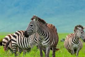Learn about their black and white stripes, what they eat, where they live and much more. How Zebras Use Their Stripes To Stay Cool