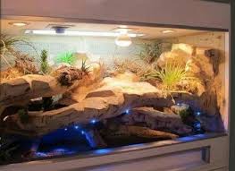 Pin By Marina Steinkamp On Best Breeds Of Tortoises Reptile Terrarium Bearded Dragon Terrarium Diy Bearded Dragon Terrarium