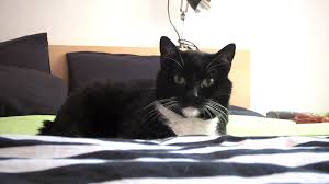Die katze auf dem eigenen bett liegen zu lassen und ihr zu erlauben, nachts bei ihnen zu schlafen, ist also nicht nur für die kleinen eine besonders schöne angelegenheit. Darf Die Katze Im Bett Schlafen Fur Luzi Keine Frage Luzis Revier