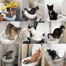 Cats are creatures of habit, and generally react badly to majior changes of any kind. Citikitty Cat Toilet Training Kit Citikitty Inc