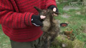Reminds me of the roadkill man in beetlejuice who delivered mail. The Man Who Eats Roadkill Youtube
