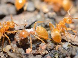 Dissolves when in contact with water for long periods of time. All About Ants Ant Infestation Call 02 9133 4531