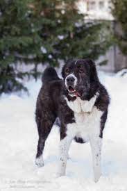 The central asian shepherd dog is a dog of great size with massive bone structure and powerful muscles. A Primitive Guardian The Central Asian Shepherd Kindred Companions Llc