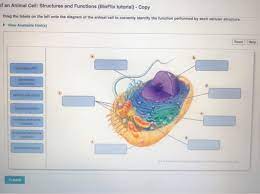 Animal cells are generally smaller than plant cells and lack a cell wall and chloroplasts organelles in an animal cell are suspended in a fluid called the cytoplasm. What Defines Cell Shape In An Animal Cell Animal West