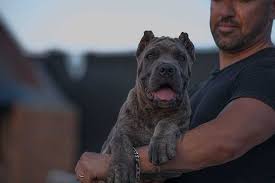317a very nice looking puppy. Droll Puppies For Sale In Indianapolis L2sanpiero