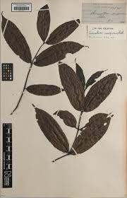 Image result for Lasianthus