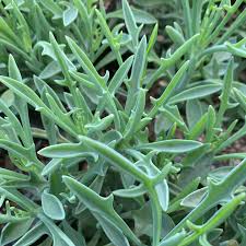 Image result for Senecio letouzeyanus