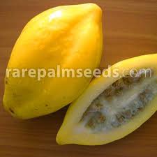 Image result for Vasconcellea pubescens