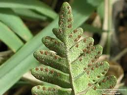 Image result for Pleopeltis