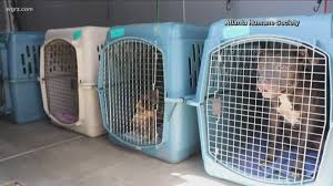 Our goal is to create lasting matches. Erie County Spca Takes In South Carolina Rescue Dogs 9news Com