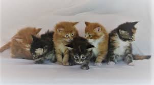 Do you have a favorite blanket or bedspread and need a maine coon to match? Maine Coon Cat Breed Information Maine Coon Kittens For Sale Florida And Nationwide