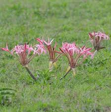 Image result for Crinum buphanoides