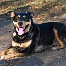 Australian Kelpie Dogster