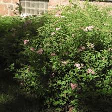 Image result for Spiraea japonica ´Little Princess