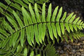 Image result for Pneumatopteris