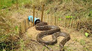 Gambar ikan lucu di atas merupakan sejenis hiasan untuk mata memandang dan juga dapat menghilangkan penat, mengapa demikian? Cerdas Begini Rupanya Cara Menangkap Ular Real Trap 100 Youtube