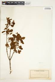 Image result for Combretum pisoniiflorum