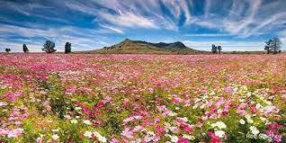 Field Of Cosmos Eastern Free State Between Ficksburg And Fouriesburg By Robert Southey Photography South Africa Travel Africa Holiday Africa Travel