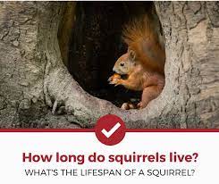 How Long Do Squirrels Live It Surprisingly Varies Pest Strategies