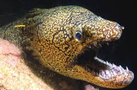 Image result for Mohria marginalis