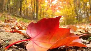 Image result for free images of falling leaves