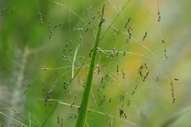 Image result for Panicum subflabellatum
